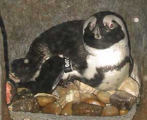 Nesting penquin