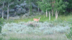 Deer at East Walker River