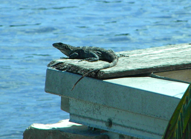 Lizard sunning on dock