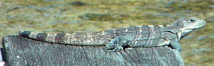 Lizard sunning on dock