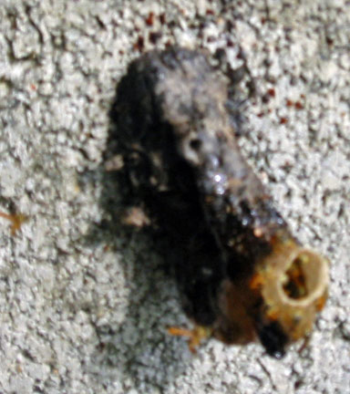On a retaining wall was a micro-wasp nest