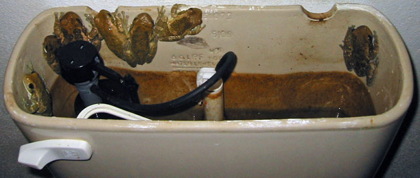 Frogs in toilet tank