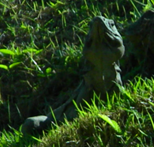 Iguana on west side of east ruin