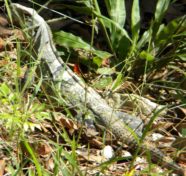 Iguana on river side of road just before ferry