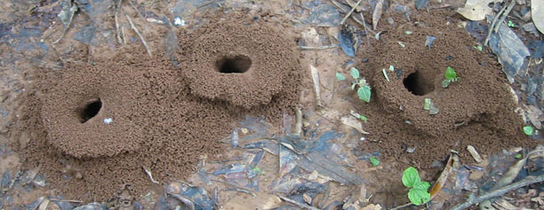 Ant homes