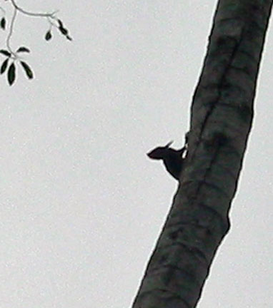 Woodpecker