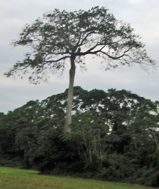 Majestic tree on drive out.
