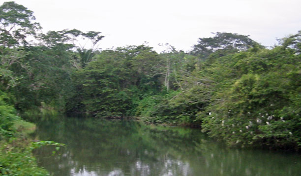 Birds at river crossing