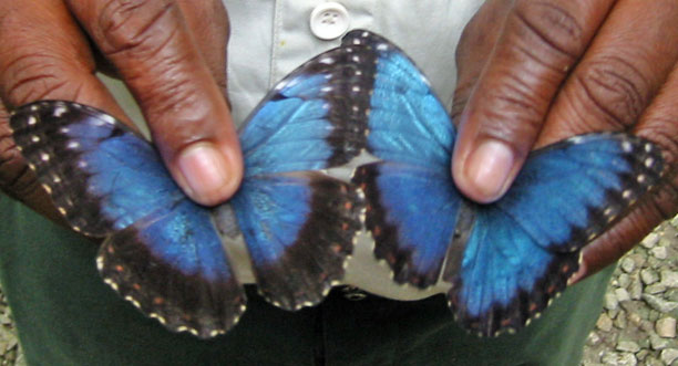 Female flutterby left and male right