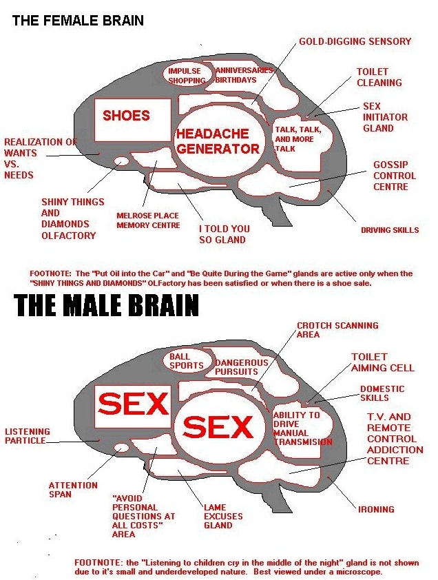 Female and Male brains - humor