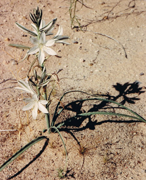 Desert Lilly