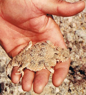 Horned Toad